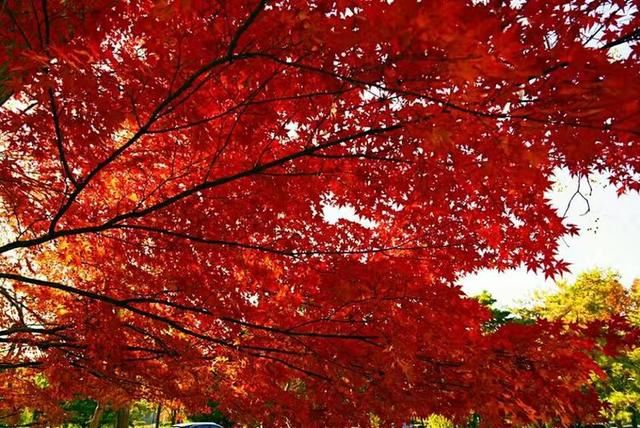 「红叶集」所到之处，无笔成诗，愿你的生活也能如红叶一般丰富