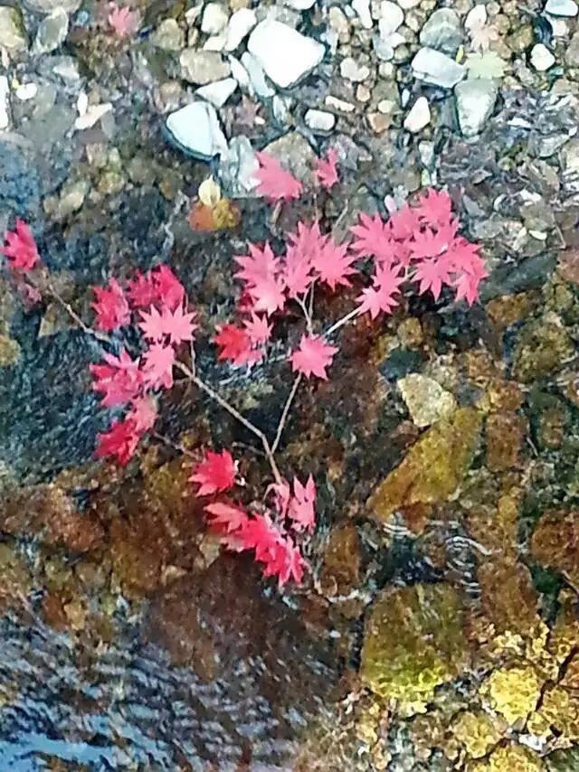 「红叶集」所到之处，无笔成诗，愿你的生活也能如红叶一般丰富