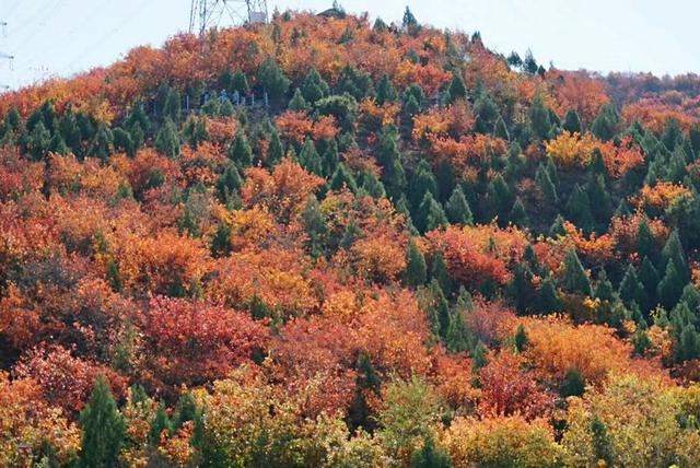 「红叶集」所到之处，无笔成诗，愿你的生活也能如红叶一般丰富