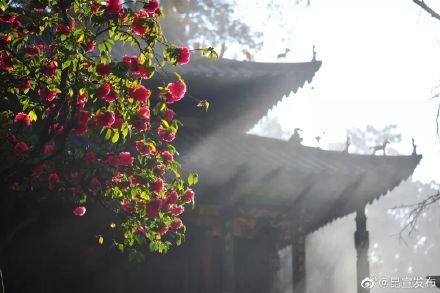 云赏花：错过了春景，这里有一大波春光在等你~