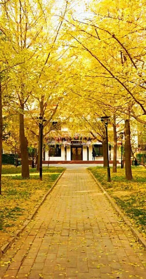 「红叶集」所到之处，无笔成诗，愿你的生活也能如红叶一般丰富