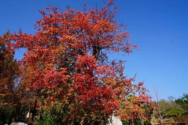 「红叶集」所到之处，无笔成诗，愿你的生活也能如红叶一般丰富