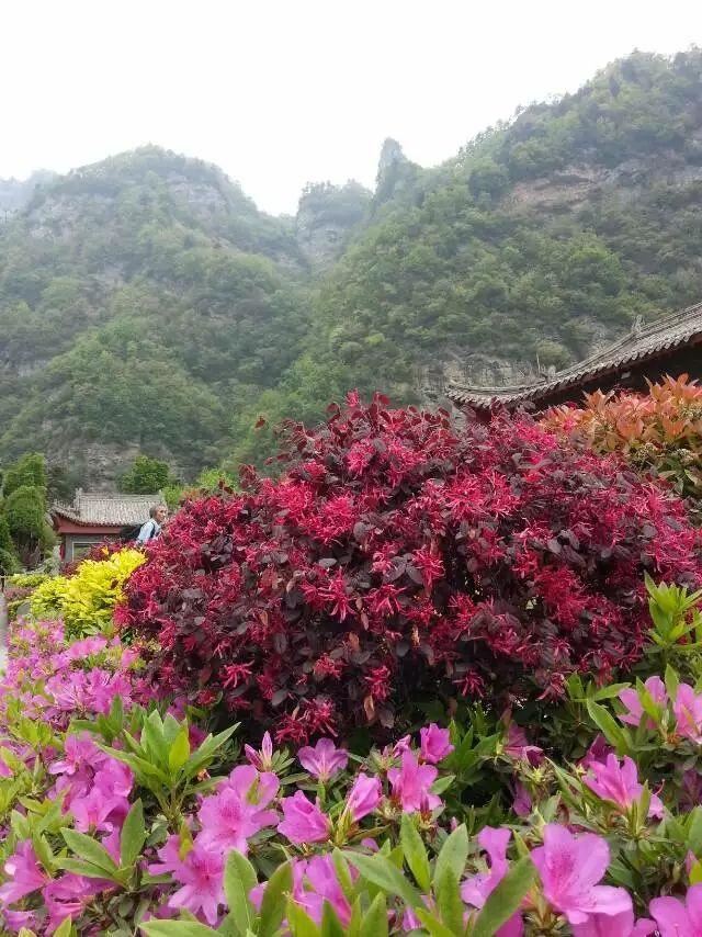 「红叶集」所到之处，无笔成诗，愿你的生活也能如红叶一般丰富