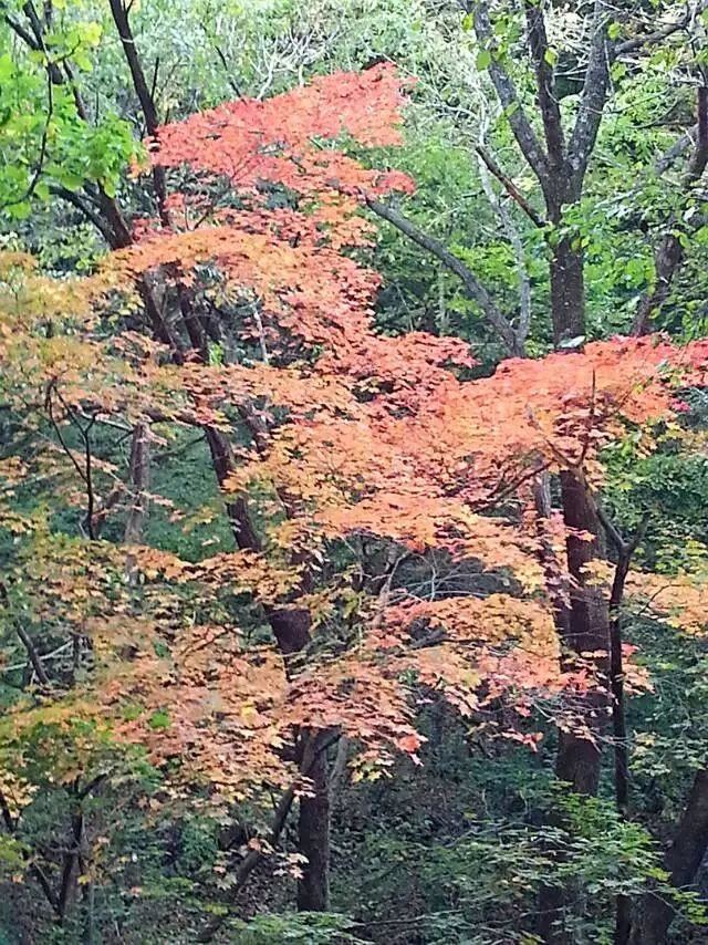 「红叶集」所到之处，无笔成诗，愿你的生活也能如红叶一般丰富