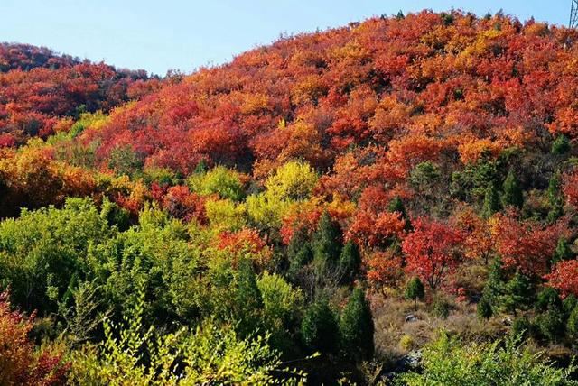 「红叶集」所到之处，无笔成诗，愿你的生活也能如红叶一般丰富