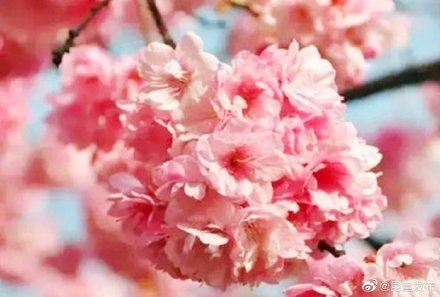 云赏花：错过了春景，这里有一大波春光在等你~