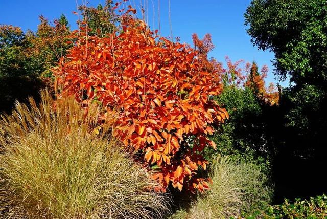 「红叶集」所到之处，无笔成诗，愿你的生活也能如红叶一般丰富