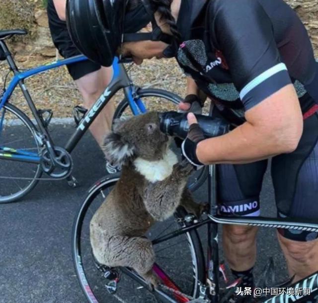 如果没有树木？