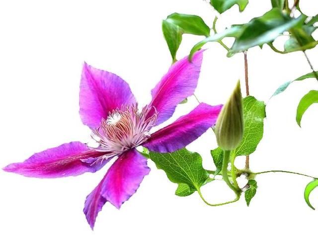 后疫情时代，京城春季最佳赏花“网红”地