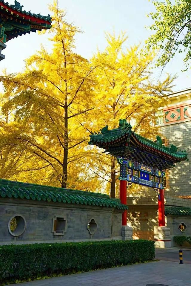 「红叶集」所到之处，无笔成诗，愿你的生活也能如红叶一般丰富