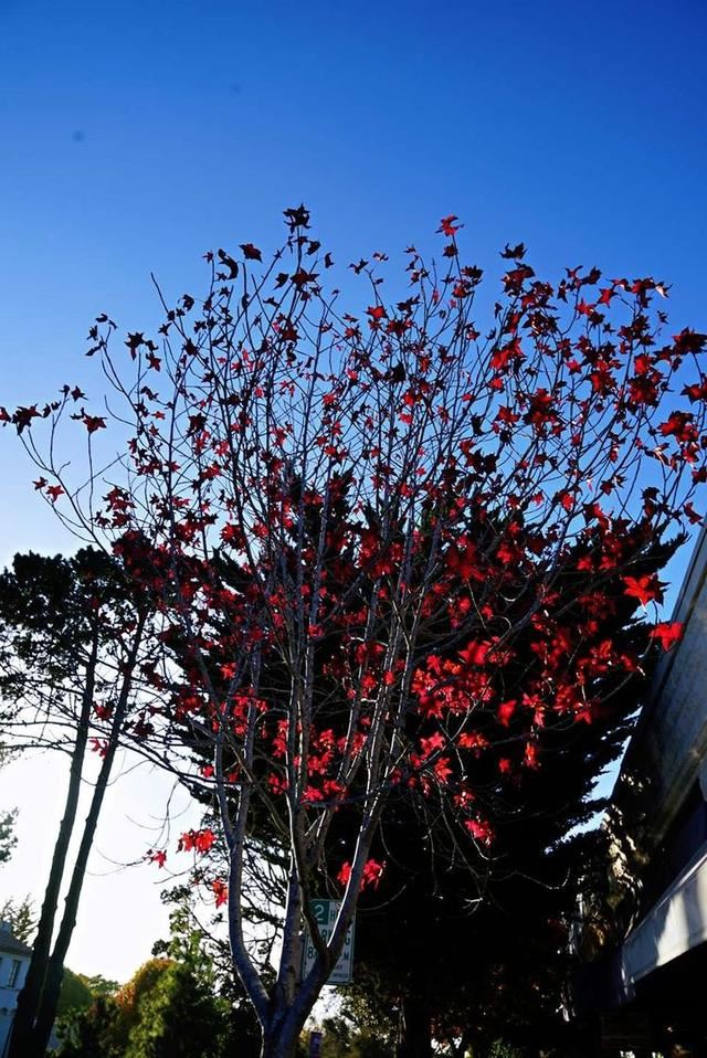 「红叶集」所到之处，无笔成诗，愿你的生活也能如红叶一般丰富