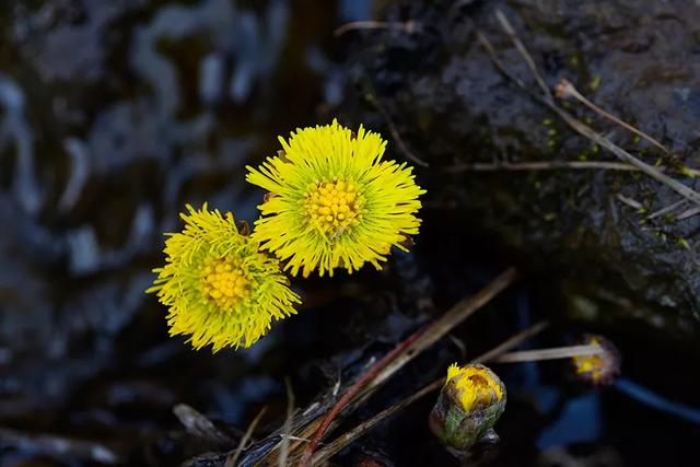 后疫情时代，京城春季最佳赏花“网红”地