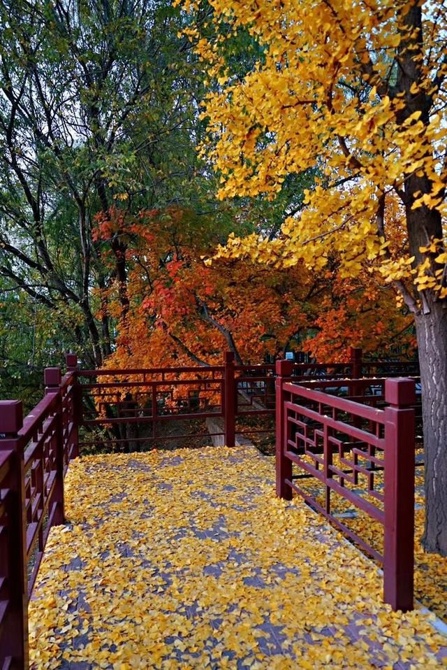 「红叶集」所到之处，无笔成诗，愿你的生活也能如红叶一般丰富