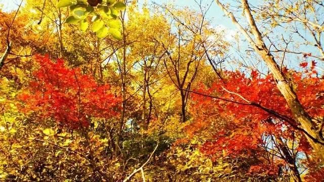 「红叶集」所到之处，无笔成诗，愿你的生活也能如红叶一般丰富