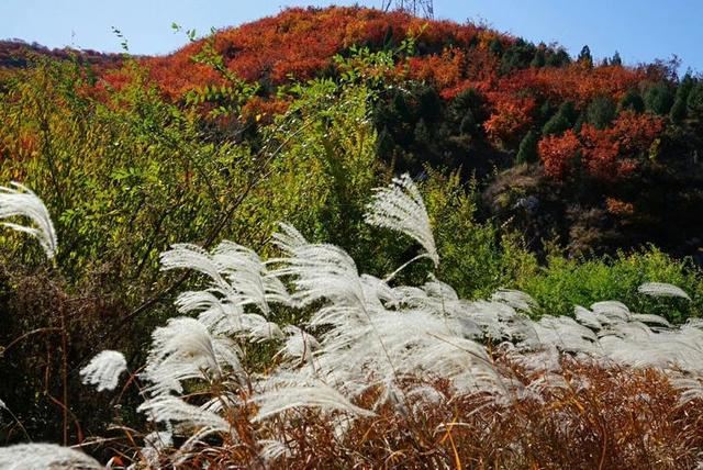 「红叶集」所到之处，无笔成诗，愿你的生活也能如红叶一般丰富