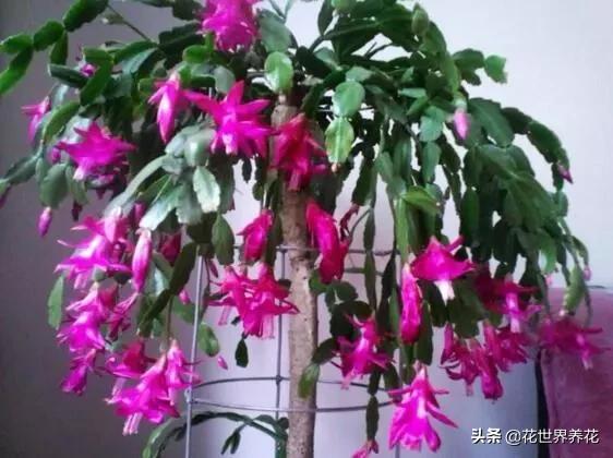 这“3种”,好养又漂亮,见的人都说“美” 这“3种”,好养又漂亮,见的人都说“美”