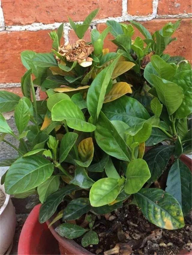 这10种花，年年收空盆，没点经验还真不敢养