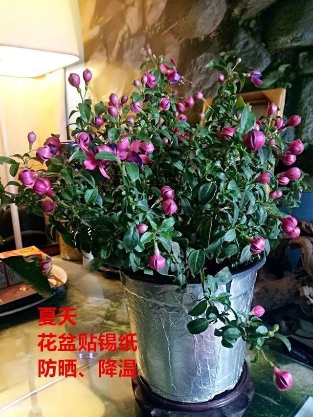 这10种花，年年收空盆，没点经验还真不敢养