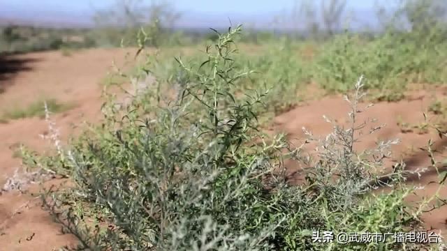 古浪县大力开展国土绿化倍增行动