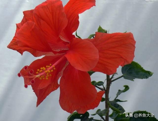 推荐10款花期超长的花卉，在家种上一盆，能看一年