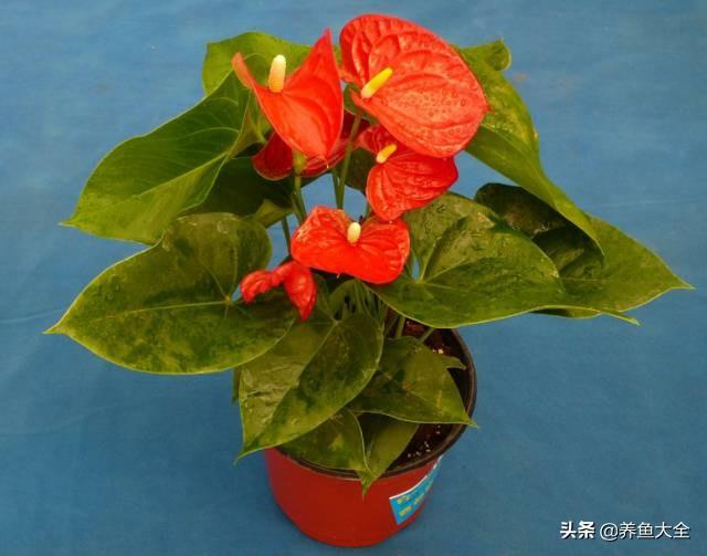 推荐10款花期超长的花卉，在家种上一盆，能看一年