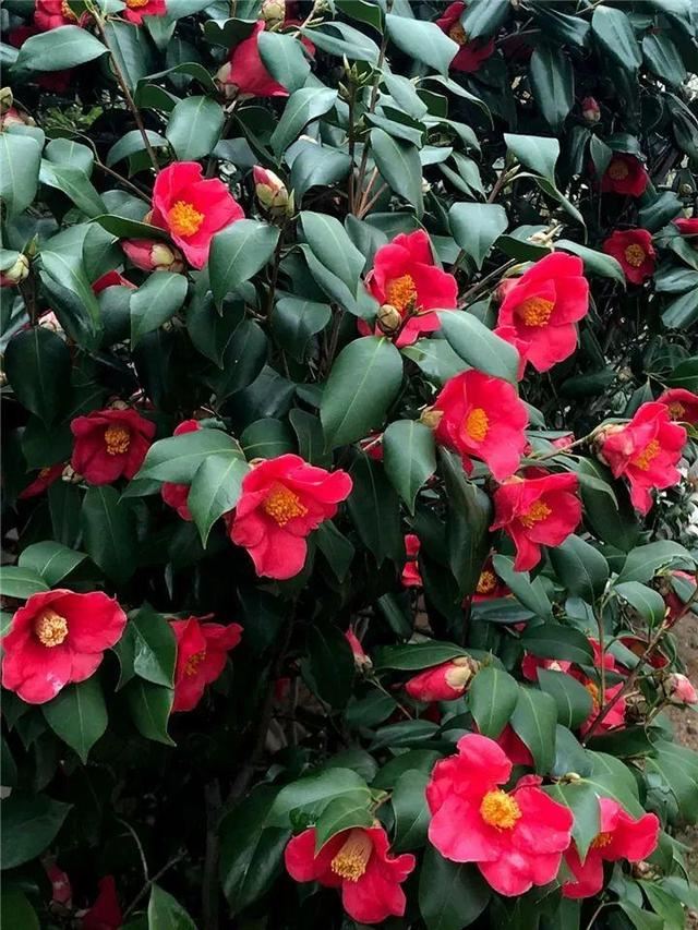 这10种花，年年收空盆，没点经验还真不敢养