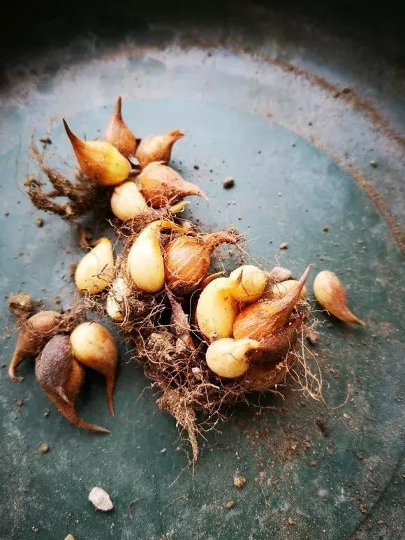 3种球丢盆里，一不小心花儿开满盆，四季花不断，美翻了