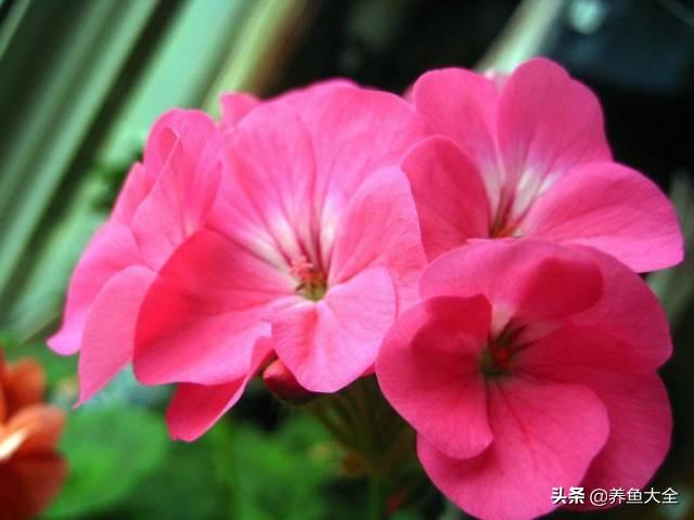 推荐10款花期超长的花卉，在家种上一盆，能看一年