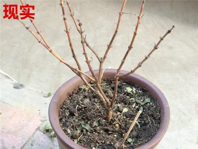 这10种花，年年收空盆，没点经验还真不敢养
