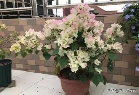 这“3种”,好养又漂亮,见的人都说“美” 这“3种”,好养又漂亮,见的人都说“美”