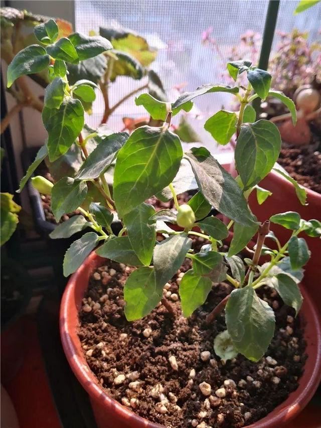 这10种花，年年收空盆，没点经验还真不敢养