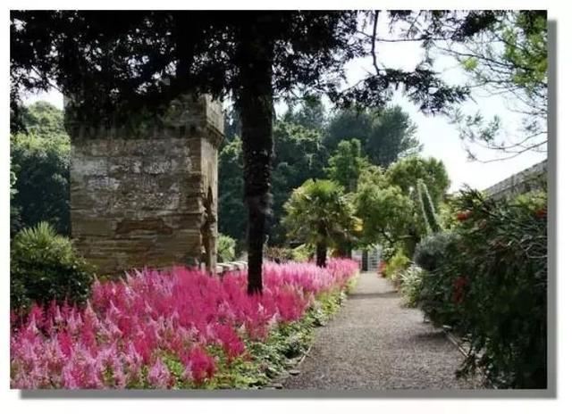 这几种植物很适合种在树荫下，散射光下就有艳丽的花朵观赏