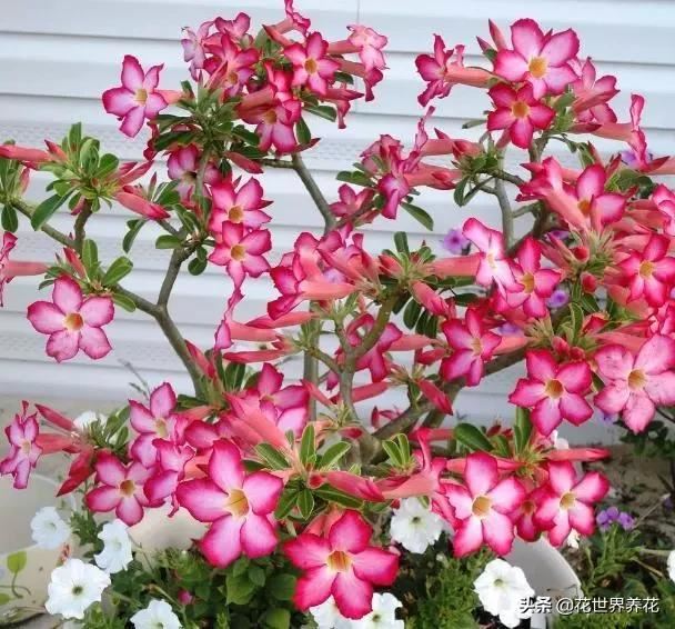 “4种花”最难养，1个月不浇水，才能花开满枝头，越懒越好