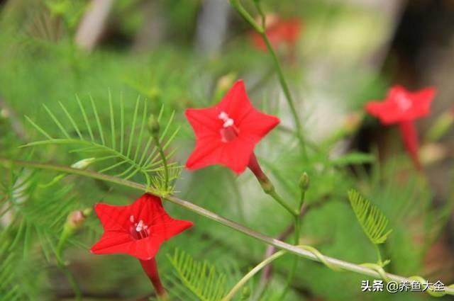 推荐10款花期超长的花卉，在家种上一盆，能看一年