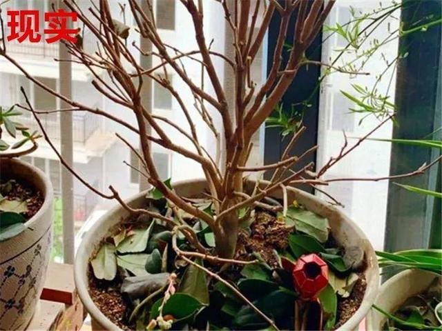 这10种花，年年收空盆，没点经验还真不敢养
