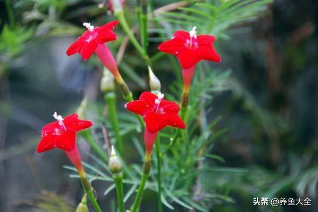 推荐10款花期超长的花卉，在家种上一盆，能看一年