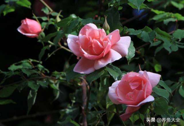 推荐10款花期超长的花卉，在家种上一盆，能看一年