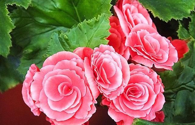 一种常见花，却这么“难养”，谁养好了它，肯定是养花高手