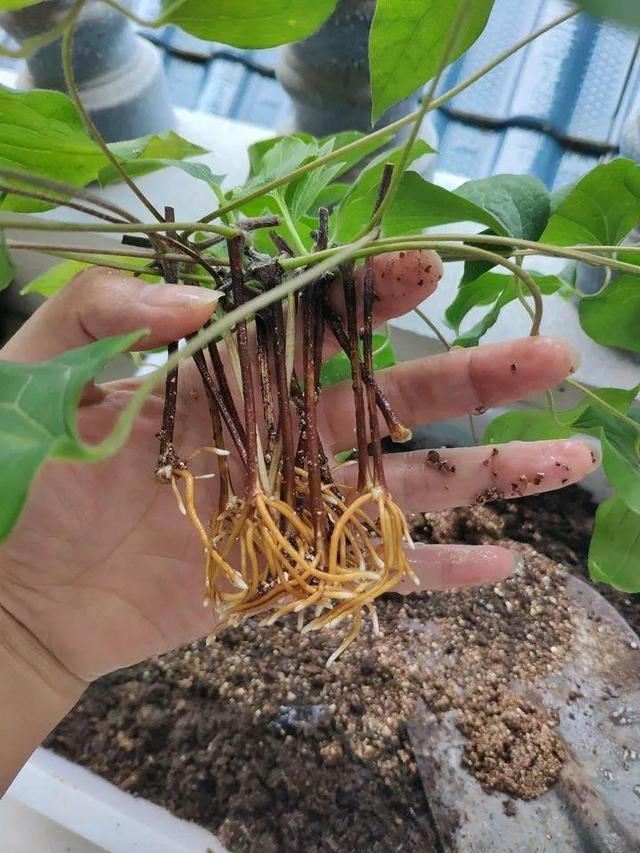 这10种花，年年收空盆，没点经验还真不敢养