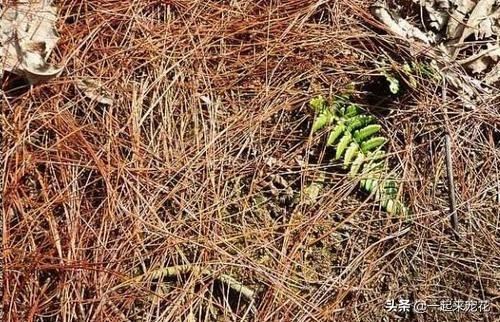 别再花钱买营养土,户外2种土,用来养花,疏松透气,养啥旺啥 别再花钱买营养土,户外2种土,用来养花,疏松透气,养啥旺啥