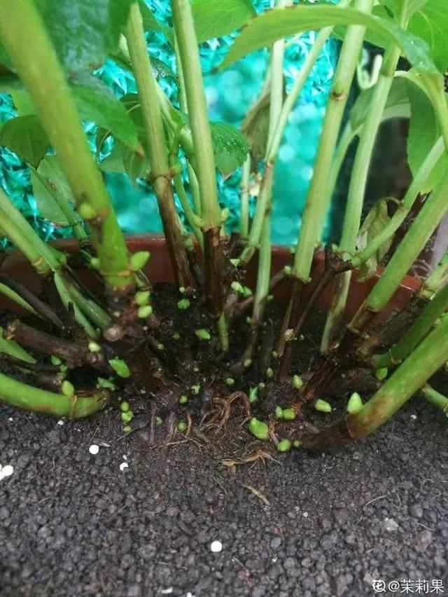 这10种花，年年收空盆，没点经验还真不敢养