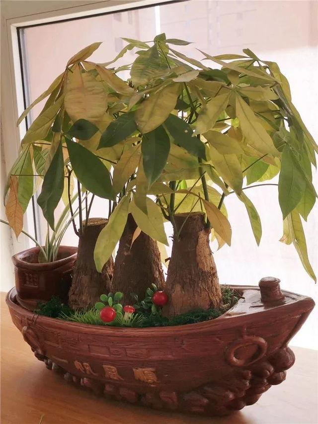 这10种花，年年收空盆，没点经验还真不敢养
