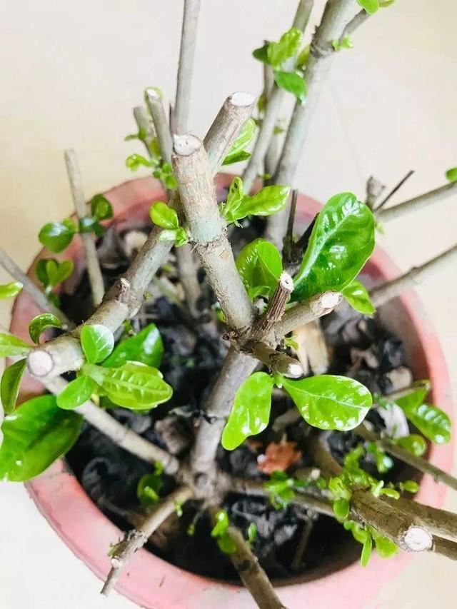 这10种花，年年收空盆，没点经验还真不敢养