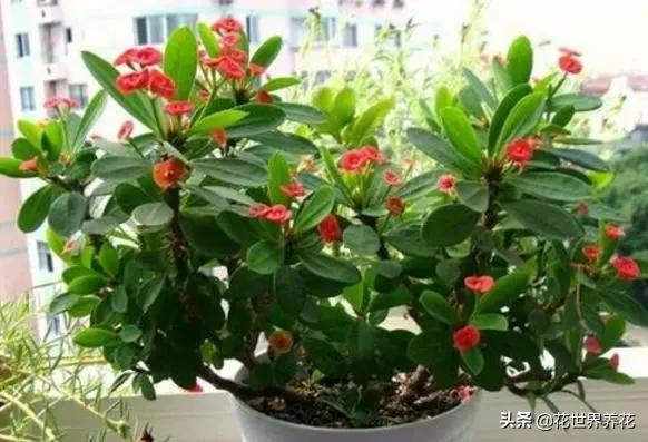 “4种花”最难养，1个月不浇水，才能花开满枝头，越懒越好