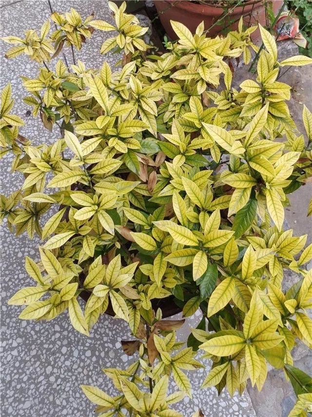 这10种花，年年收空盆，没点经验还真不敢养