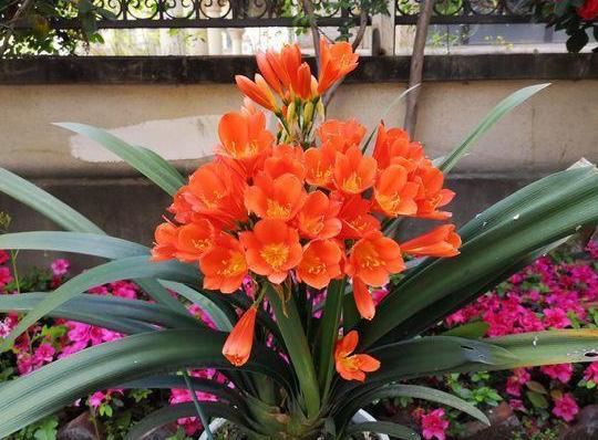 养花就用它做花肥，半年追加一次，比柳枝水、阿司匹林实用