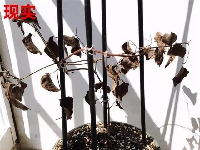 这10种花，年年收空盆，没点经验还真不敢养