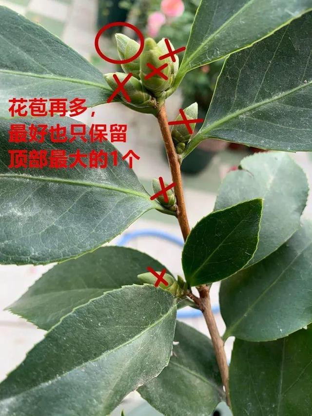 这10种花，年年收空盆，没点经验还真不敢养
