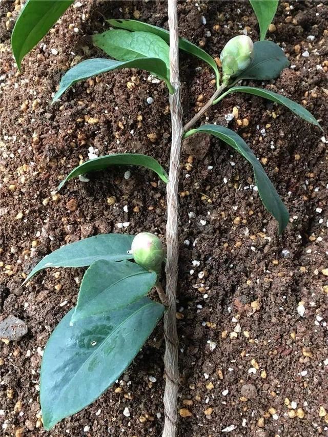 这10种花，年年收空盆，没点经验还真不敢养