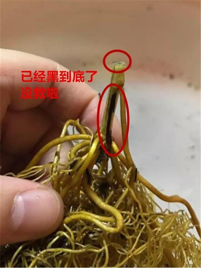 这10种花，年年收空盆，没点经验还真不敢养